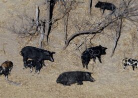 Fears 'super pigs' could invade US states - and it's not easy to eradicate them